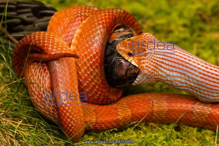 : Corn snake, Pantherophis guttatus, attempting : Corn snake, Pantherophis guttatus, attempting