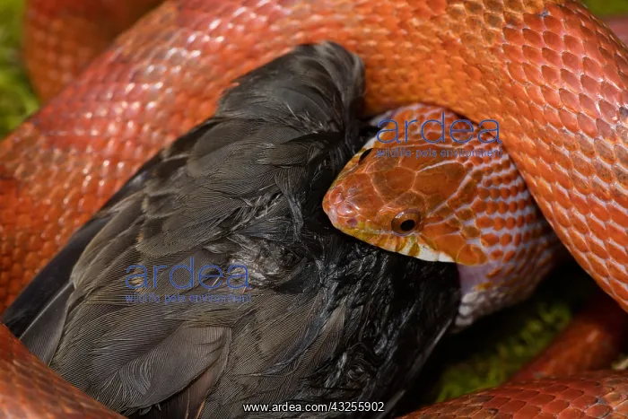  : Corn snake, Pantherophis guttatus, attempting