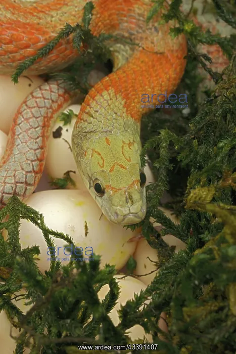: corn snake, Pantherophis guttatus, captive mother : corn snake, Pantherophis guttatus, captive mother
