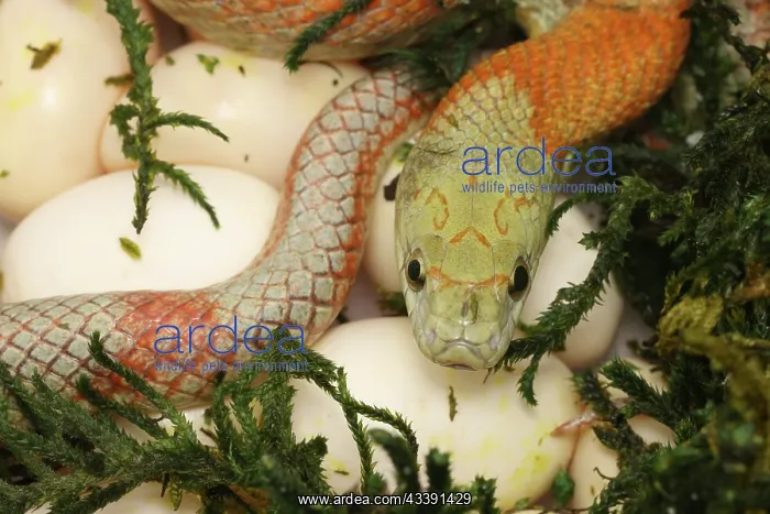  : corn snake, Pantherophis guttatus, captive, mother