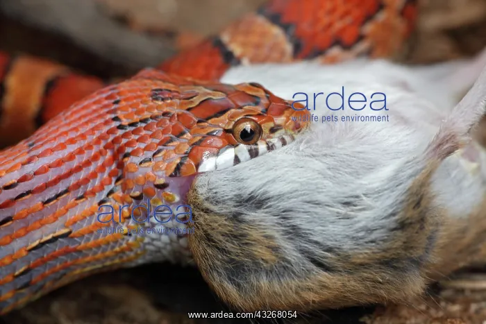 : Corn Snake (Pantherophis guttatus) - Eating a mouse : Corn Snake (Pantherophis guttatus) - Eating a mouse