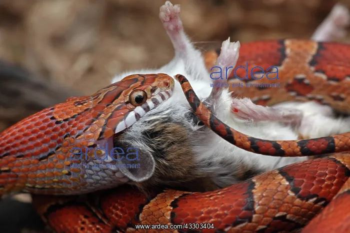 : Corn Snake (Pantherophis guttatus) - Eating mouse : Corn Snake (Pantherophis guttatus) - Eating mouse