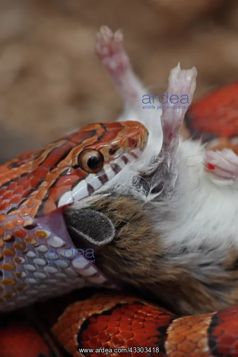 : Corn Snake (Pantherophis guttatus) - Eating mouse : Corn Snake (Pantherophis guttatus) - Eating mouse