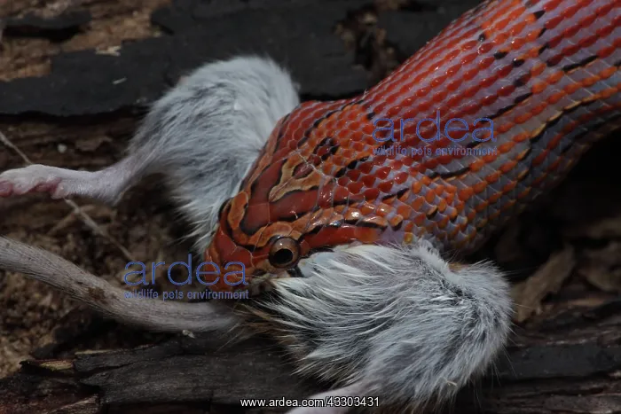 : Corn Snake (Pantherophis guttatus) - Eating mouse : Corn Snake (Pantherophis guttatus) - Eating mouse