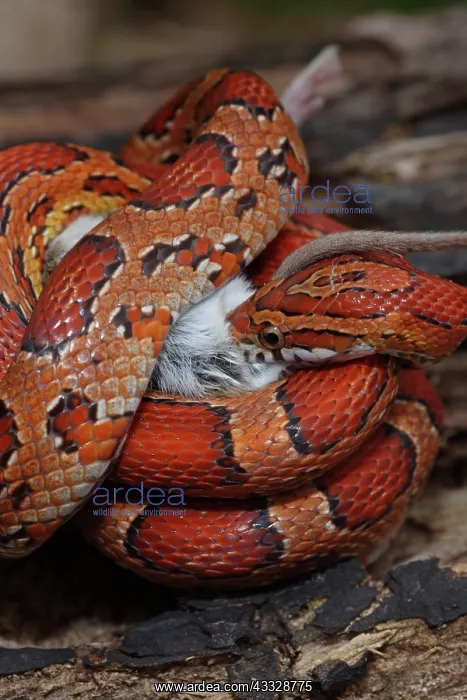 : Corn Snake (Pantherophis guttatus) - Eating mouse : Corn Snake (Pantherophis guttatus) - Eating mouse