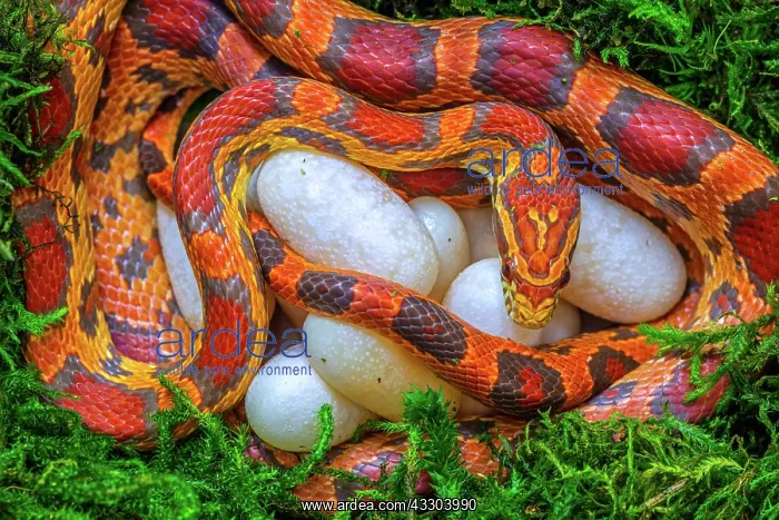 : corn snake (Pantherophis guttatus), female with : corn snake (Pantherophis guttatus), female with