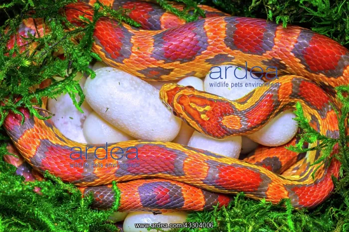 : corn snake (Pantherophis guttatus), female with : corn snake (Pantherophis guttatus), female with