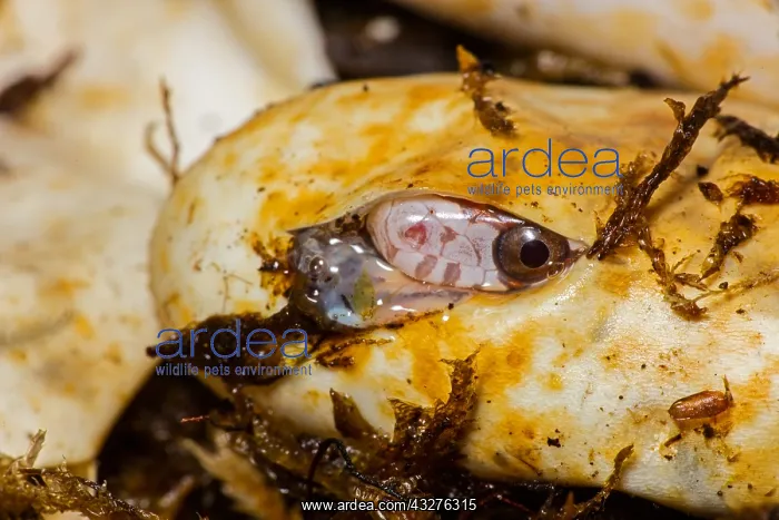 : Corn snake, Pantherophis guttatus, young hatching : Corn snake, Pantherophis guttatus, young hatching
