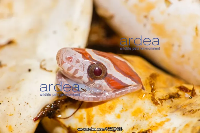 : Corn snake, Pantherophis guttatus, young hatching : Corn snake, Pantherophis guttatus, young hatching