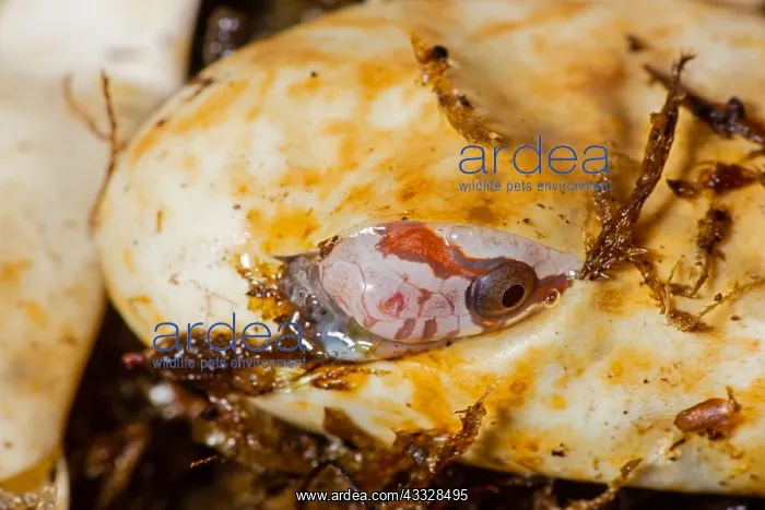 : Corn snake, Pantherophis guttatus, young hatching : Corn snake, Pantherophis guttatus, young hatching