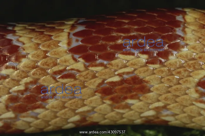 : Corn Snake Scales : Corn Snake Scales