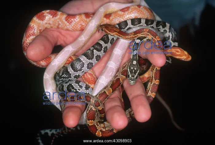 : Corn Snakes : Corn Snakes