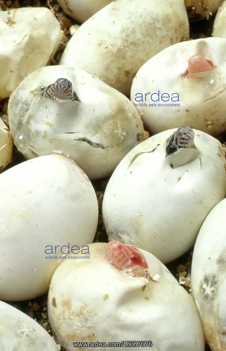: Corn Snakes Hatching : Corn Snakes Hatching