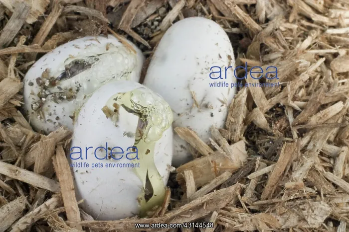 : Corn Snakes Hatching : Corn Snakes Hatching