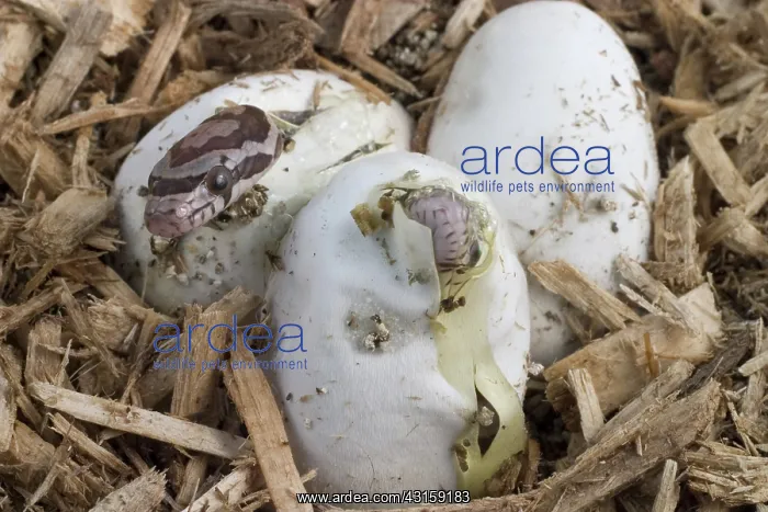 : Corn Snakes Hatching : Corn Snakes Hatching