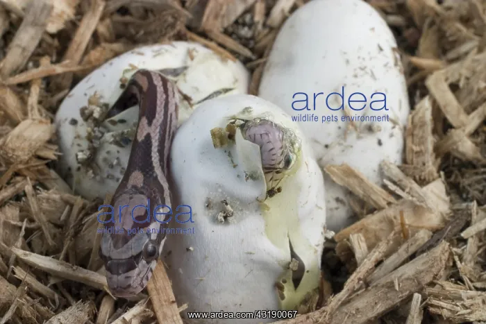 : Corn Snakes Hatching : Corn Snakes Hatching