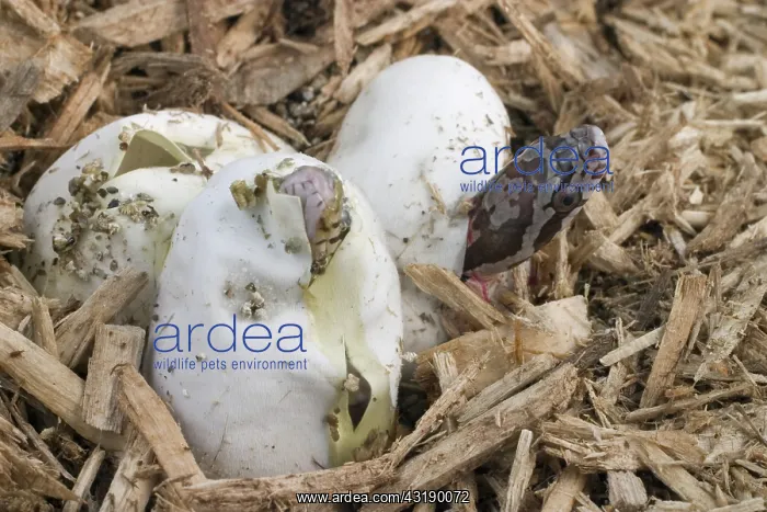 : Corn Snakes Hatching : Corn Snakes Hatching