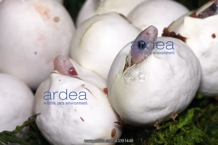 : corn snakes, (palmetto morph), Pantherophis guttatus : corn snakes, (palmetto morph), Pantherophis guttatus