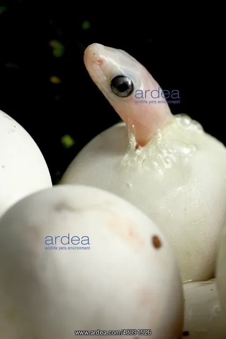 : corn snakes, (palmetto morph), Pantherophis guttatus : corn snakes, (palmetto morph), Pantherophis guttatus