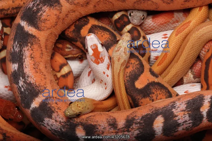 : Corn snakes, Pantherophis guttatus, various captive : Corn snakes, Pantherophis guttatus, various captive