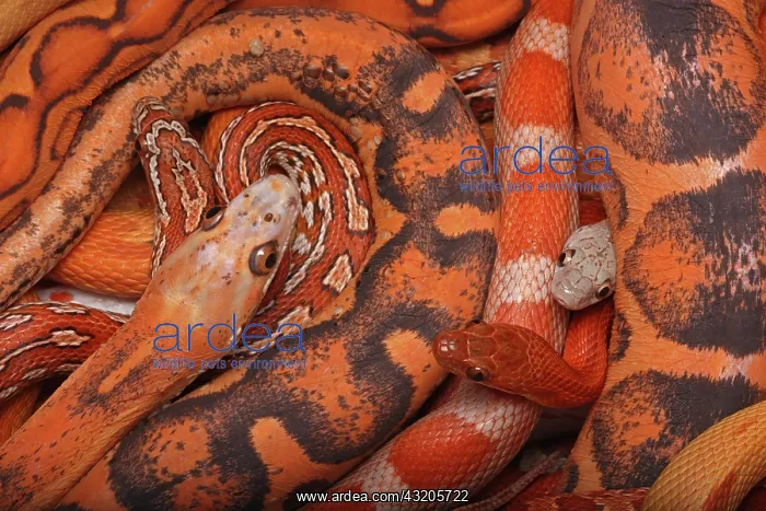 : Corn snakes, Pantherophis guttatus, various captive : Corn snakes, Pantherophis guttatus, various captive