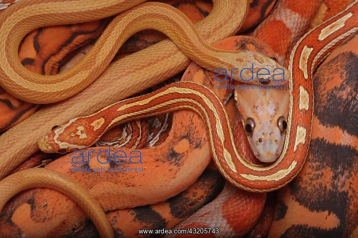  : Corn snakes, Pantherophis guttatus, various captive
