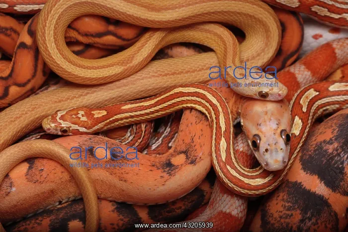 : Corn snakes, Pantherophis guttatus, various captive : Corn snakes, Pantherophis guttatus, various captive