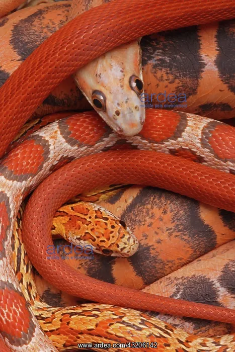: Corn snakes, Pantherophis guttatus, various captive : Corn snakes, Pantherophis guttatus, various captive