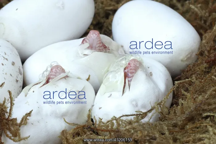  : Corn snakes, Pantherophis guttatus, captive, hatching