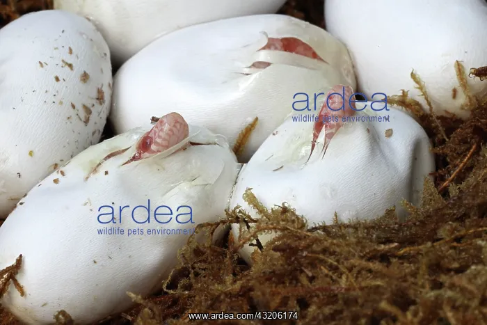 : Corn snakes, Pantherophis guttatus, captive, hatching : Corn snakes, Pantherophis guttatus, captive, hatching