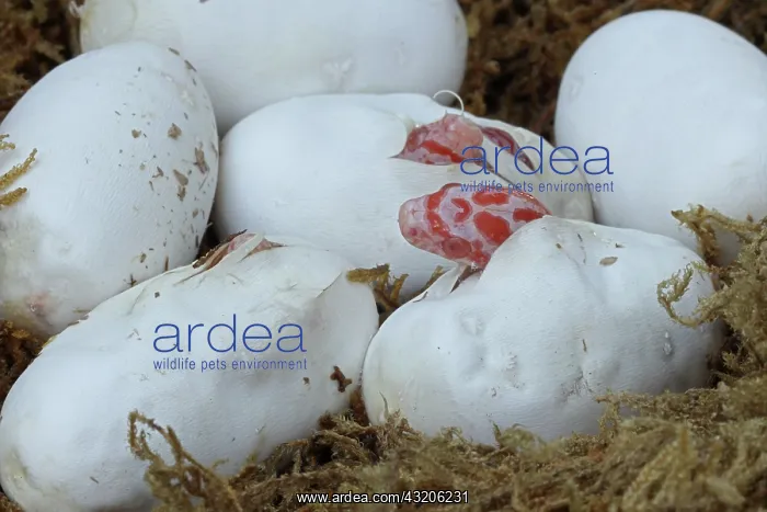 : Corn snakes, Pantherophis guttatus, captive, hatching : Corn snakes, Pantherophis guttatus, captive, hatching