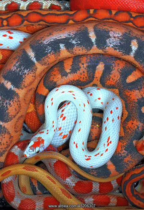 : Corn snakes, Pantherophis guttatus, various captive : Corn snakes, Pantherophis guttatus, various captive