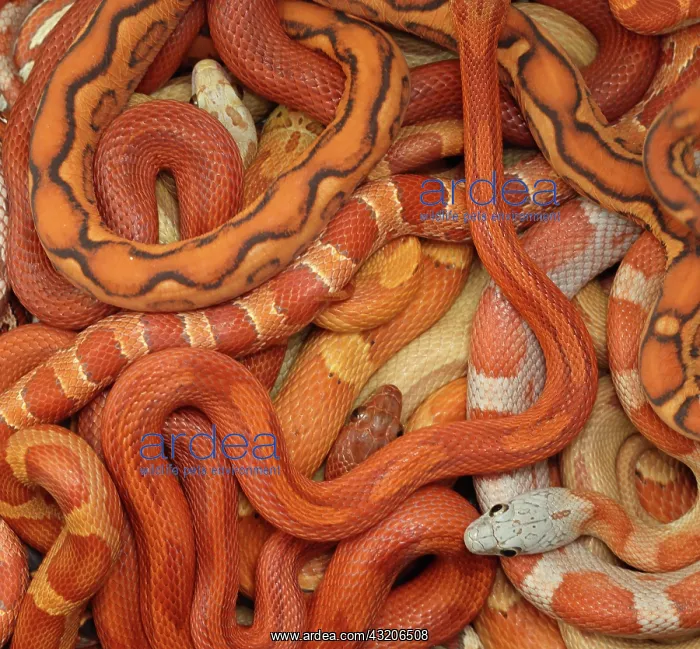 : Corn snakes, Pantherophis guttatus, various captive : Corn snakes, Pantherophis guttatus, various captive