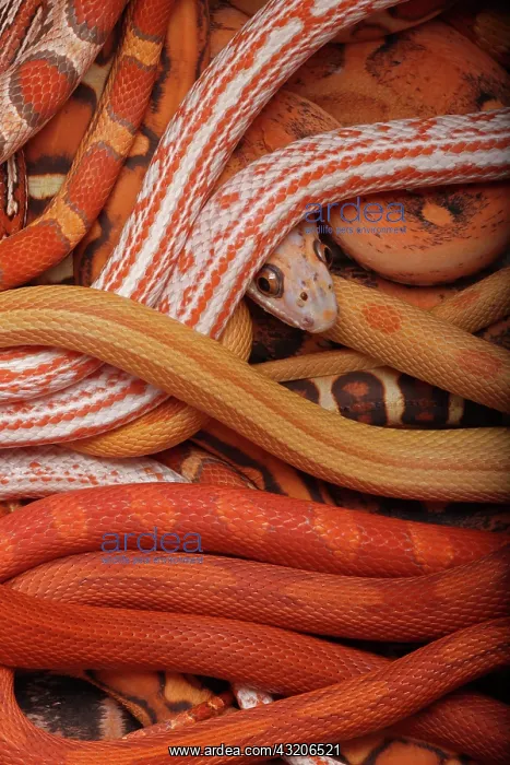 : Corn snakes, Pantherophis guttatus, various captive : Corn snakes, Pantherophis guttatus, various captive