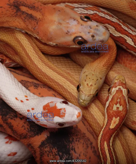 : Corn snakes, Pantherophis guttatus, various captive : Corn snakes, Pantherophis guttatus, various captive