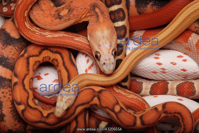 : Corn snakes, Pantherophis guttatus, various captive : Corn snakes, Pantherophis guttatus, various captive