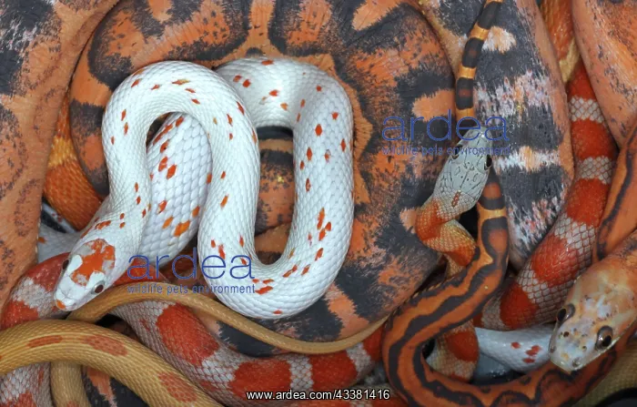 : Corn snakes, Pantherophis guttatus, various captive : Corn snakes, Pantherophis guttatus, various captive