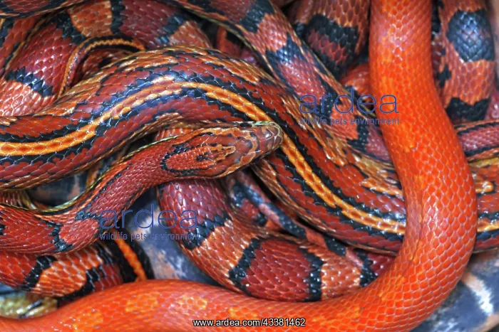 : Corn snakes, Pantherophis guttatus, various captive : Corn snakes, Pantherophis guttatus, various captive