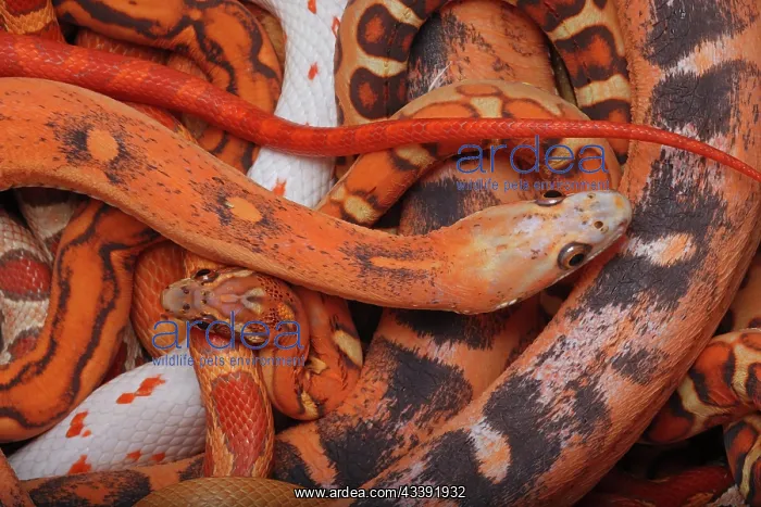 : corn snakes, Pantherophis guttatus, Various captive : corn snakes, Pantherophis guttatus, Various captive