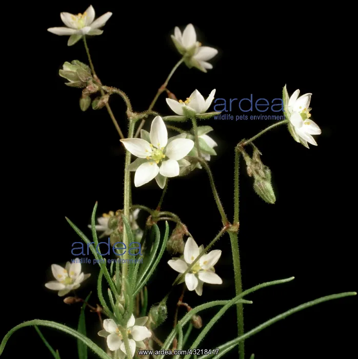 : Corn spurrey : Corn spurrey