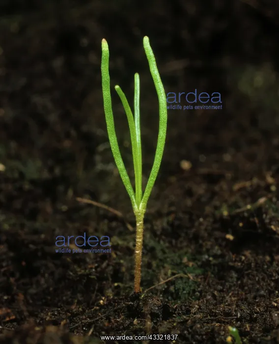 : Corn spurrey seedling : Corn spurrey seedling