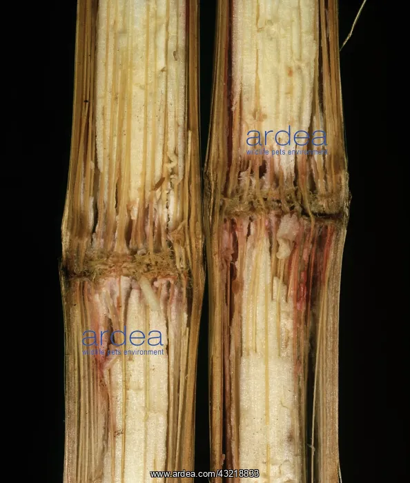 : Corn Stalk rot : Corn Stalk rot