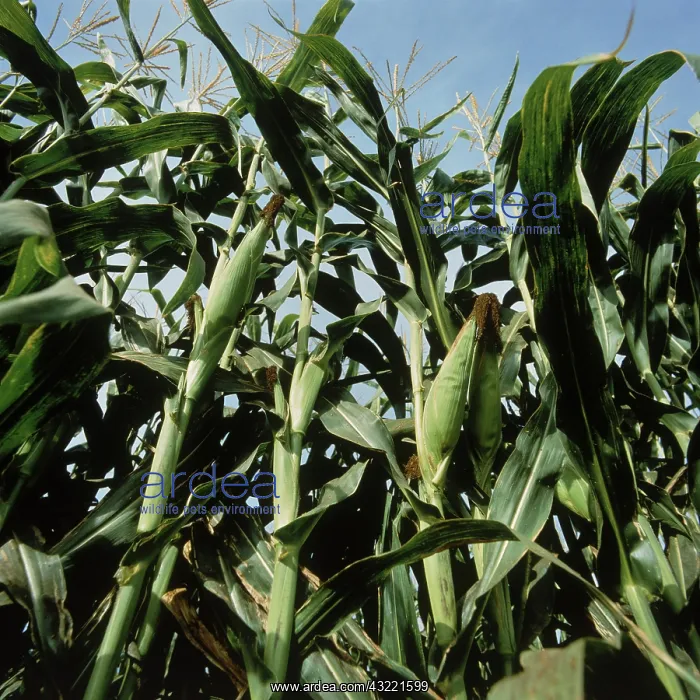  : Corn Stalks