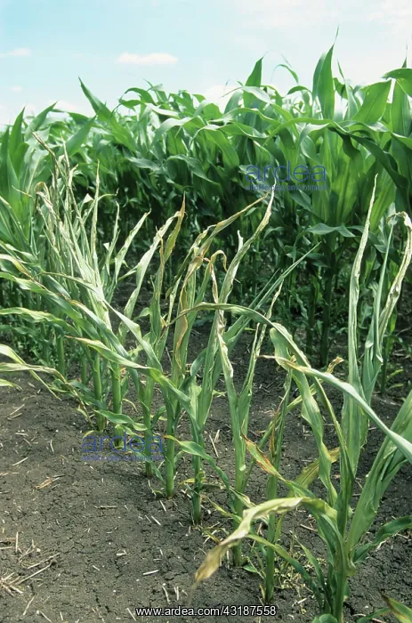 : Corn transgenic resisting the glyphosate in the : Corn transgenic resisting the glyphosate in the