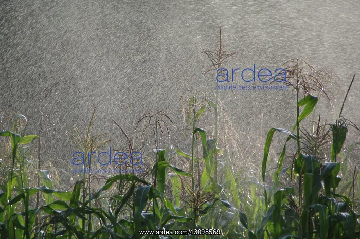 : Corn being Watered : Corn being Watered