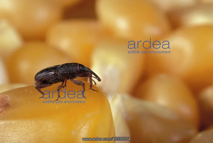  : Corn Weevil
