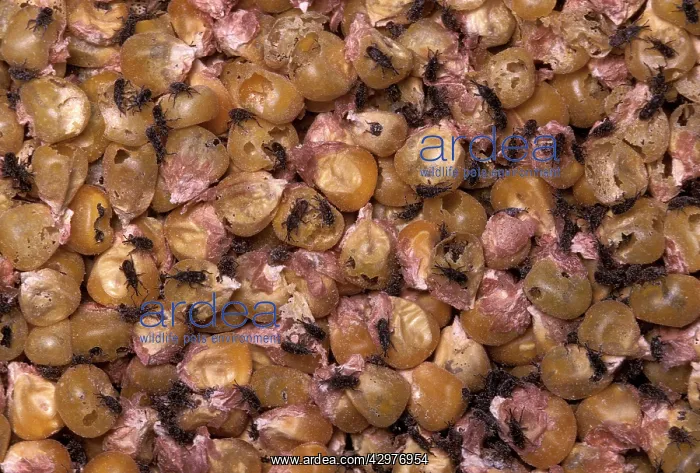 : Corn weevil - On corn grains : Corn weevil - On corn grains