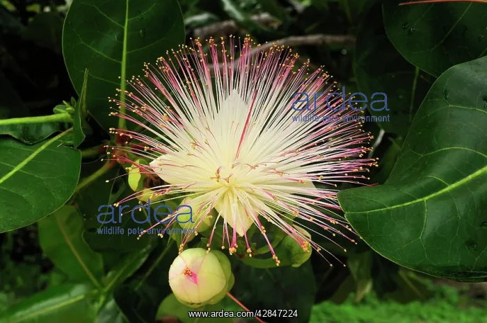 : Cornbeefwood / Barringtonia Flower : Cornbeefwood / Barringtonia Flower