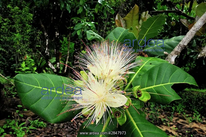 : Cornbeefwood / Barringtonia Flower : Cornbeefwood / Barringtonia Flower