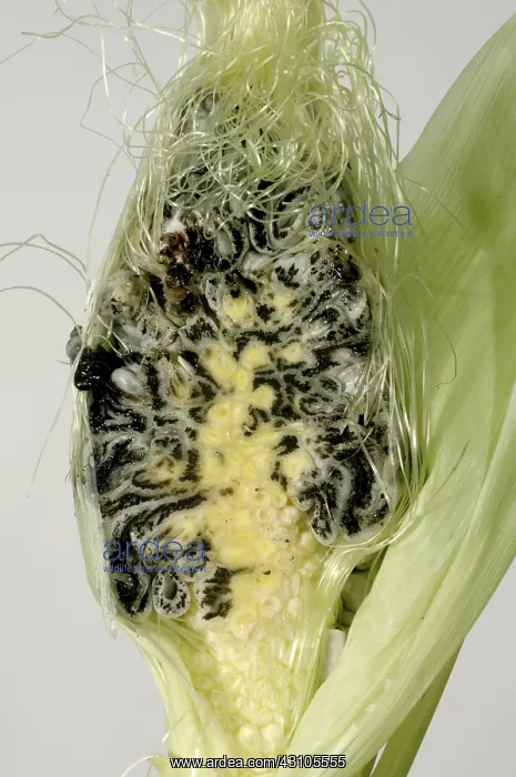 : Corncob with black smutted grain : Corncob with black smutted grain